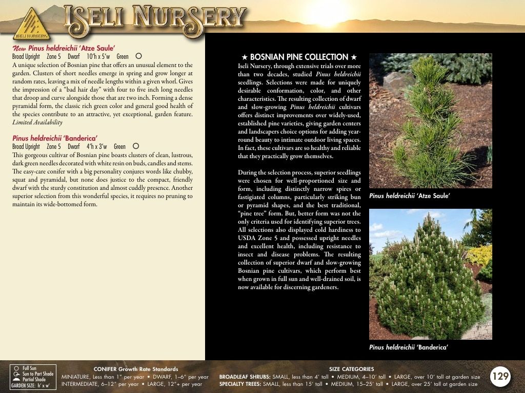 Iseli Nursery Wholesale Nursery Catalog Weekly Ad January 1, 2026 - December 31, 2027