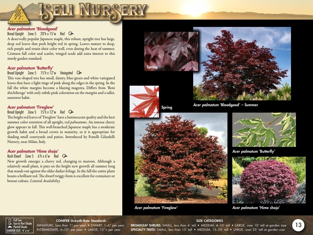 Iseli Nursery Wholesale Nursery Catalog Weekly Ad January 1, 2026 - December 31, 2027
