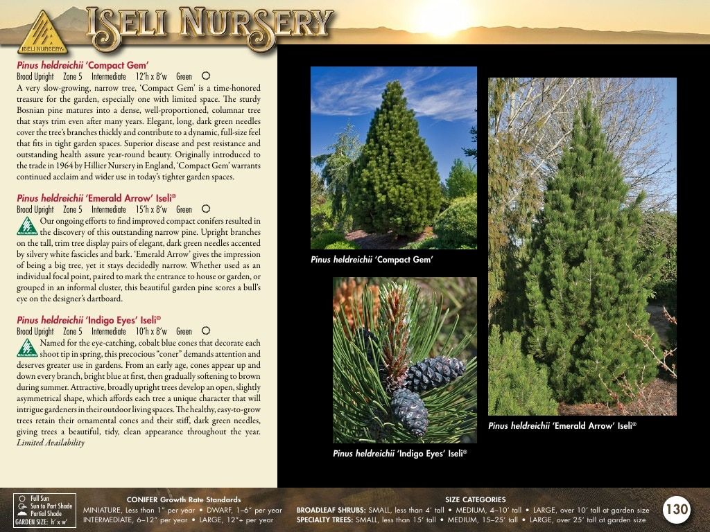 Iseli Nursery Wholesale Nursery Catalog Weekly Ad January 1, 2026 - December 31, 2027