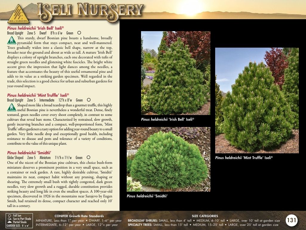 Iseli Nursery Wholesale Nursery Catalog Weekly Ad January 1, 2026 - December 31, 2027