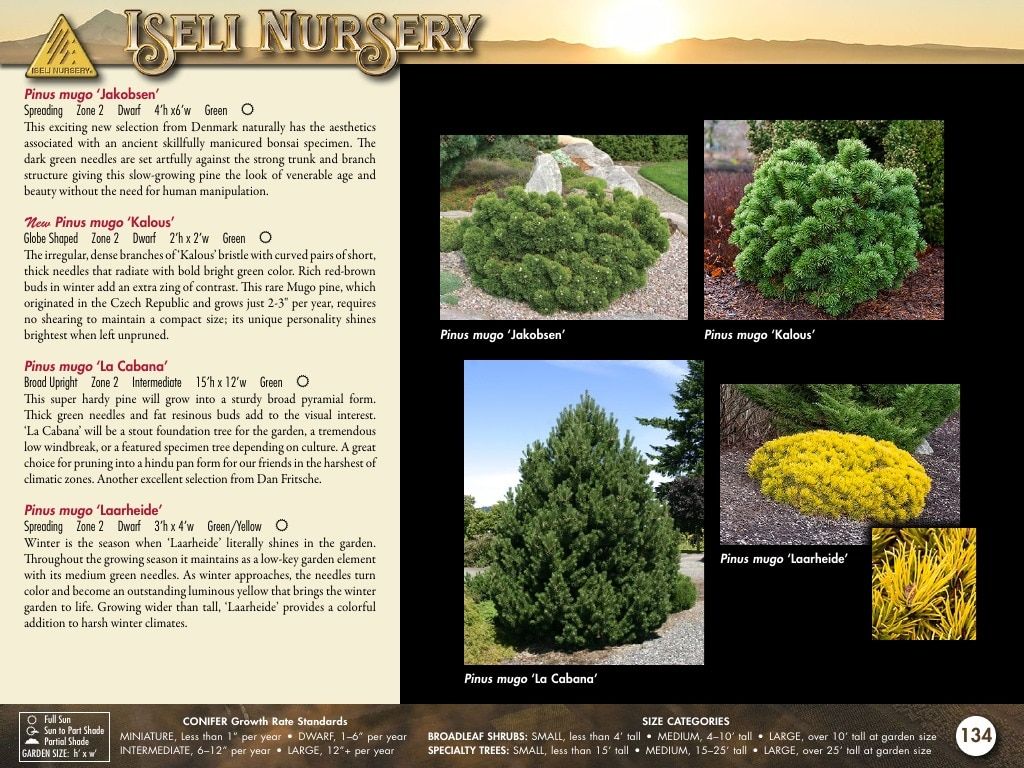 Iseli Nursery Wholesale Nursery Catalog Weekly Ad January 1, 2026 - December 31, 2027