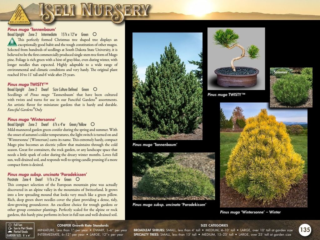 Iseli Nursery Wholesale Nursery Catalog Weekly Ad January 1, 2026 - December 31, 2027
