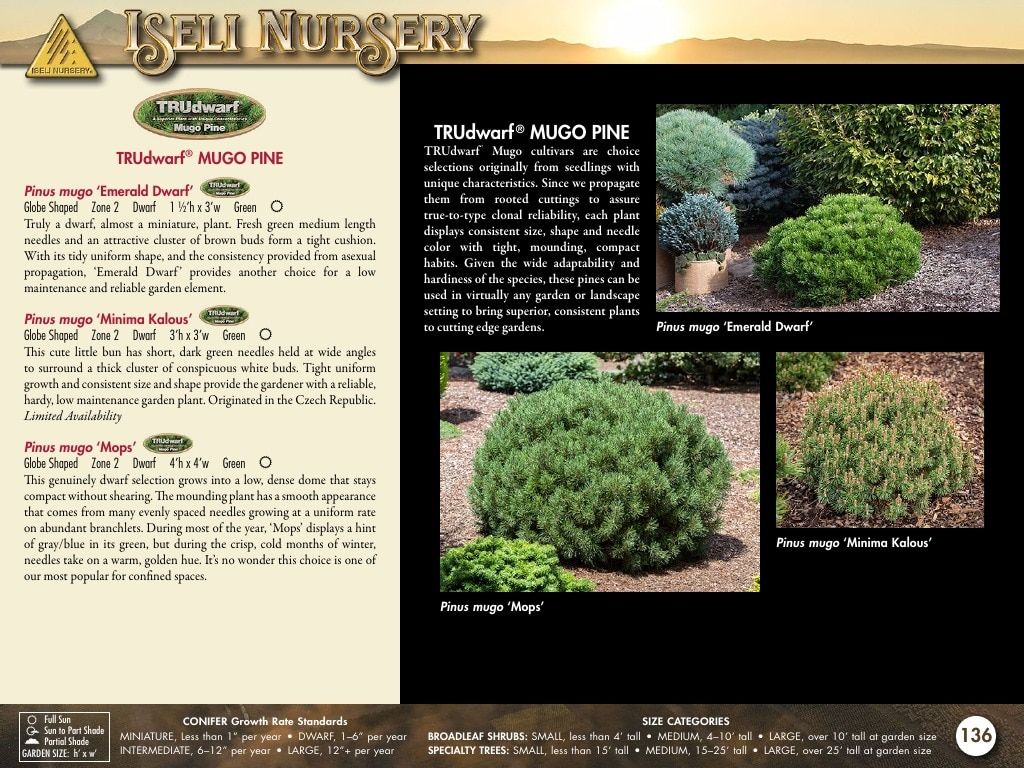 Iseli Nursery Wholesale Nursery Catalog Weekly Ad January 1, 2026 - December 31, 2027