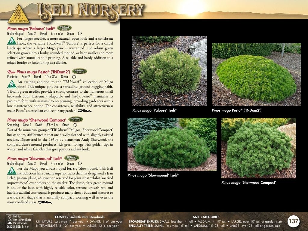 Iseli Nursery Wholesale Nursery Catalog Weekly Ad January 1, 2026 - December 31, 2027