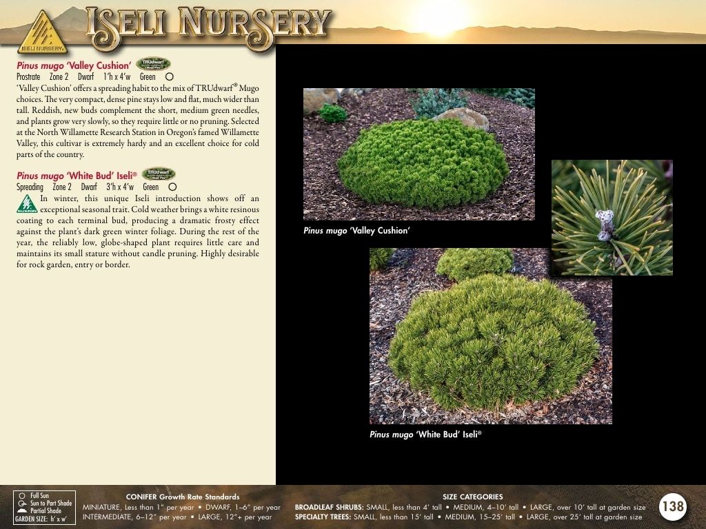 Iseli Nursery Wholesale Nursery Catalog Weekly Ad January 1, 2026 - December 31, 2027