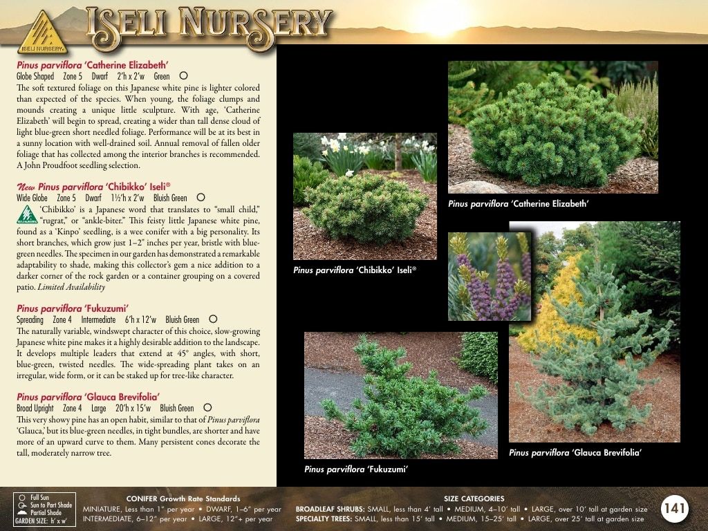 Iseli Nursery Wholesale Nursery Catalog Weekly Ad January 1, 2026 - December 31, 2027