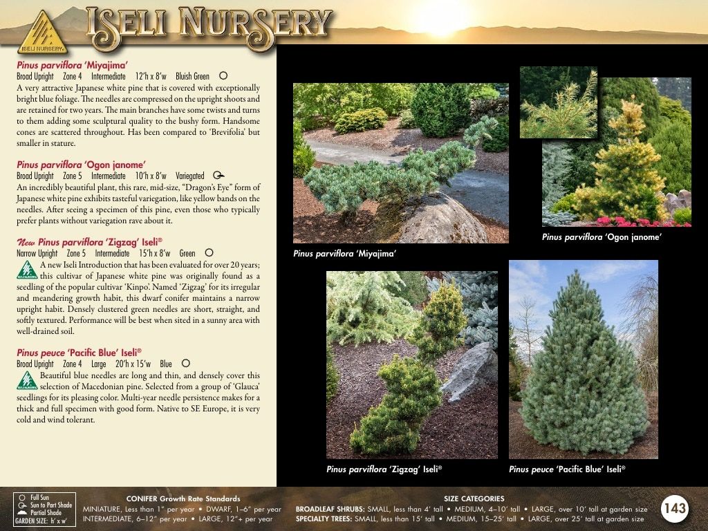 Iseli Nursery Wholesale Nursery Catalog Weekly Ad January 1, 2026 - December 31, 2027