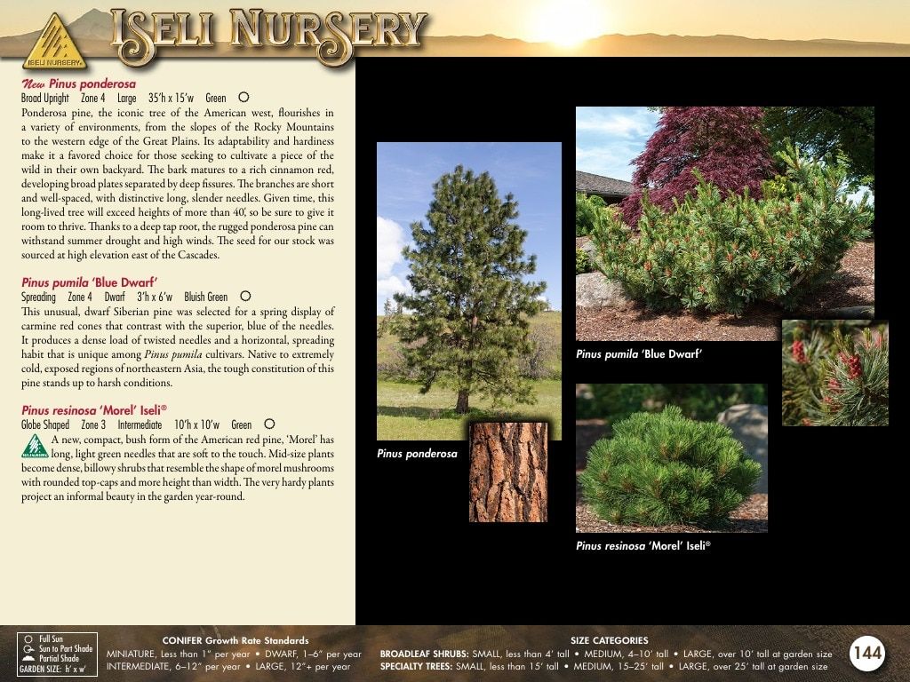 Iseli Nursery Wholesale Nursery Catalog Weekly Ad January 1, 2026 - December 31, 2027