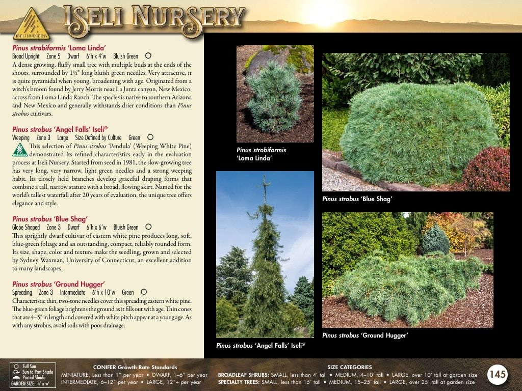 Iseli Nursery Wholesale Nursery Catalog Weekly Ad January 1, 2026 - December 31, 2027