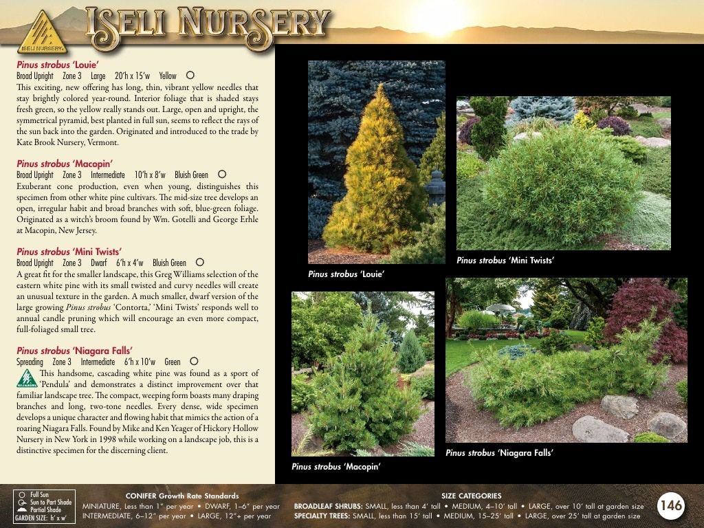 Iseli Nursery Wholesale Nursery Catalog Weekly Ad January 1, 2026 - December 31, 2027