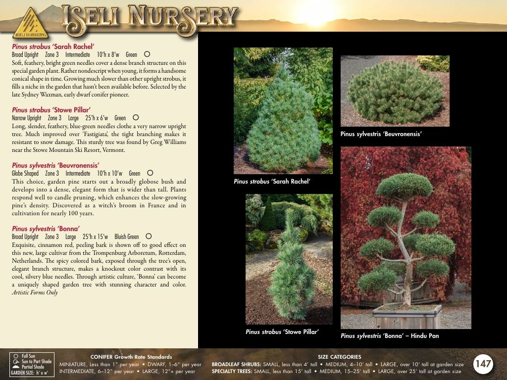 Iseli Nursery Wholesale Nursery Catalog Weekly Ad January 1, 2026 - December 31, 2027