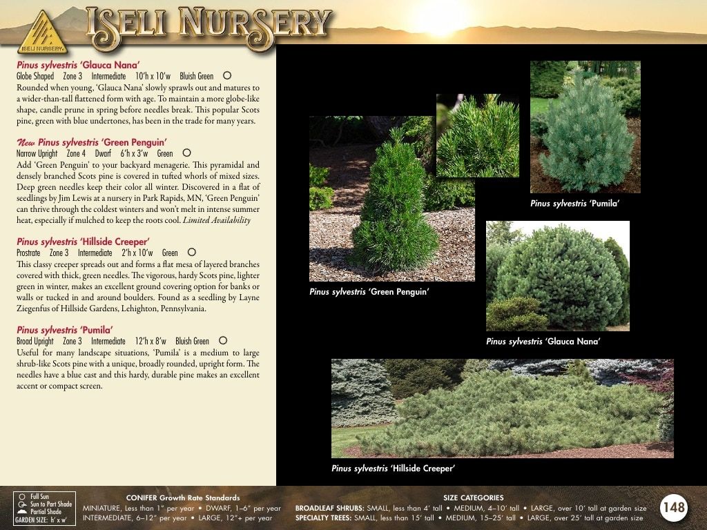 Iseli Nursery Wholesale Nursery Catalog Weekly Ad January 1, 2026 - December 31, 2027