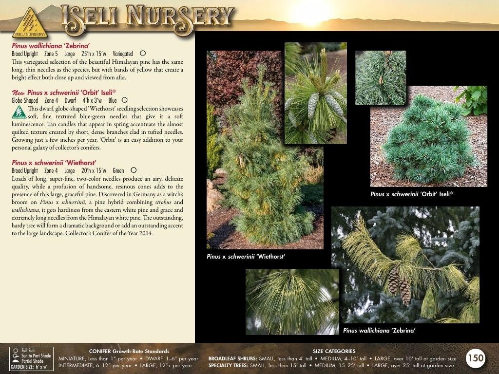 Iseli Nursery Wholesale Nursery Catalog Weekly Ad January 1, 2026 - December 31, 2027