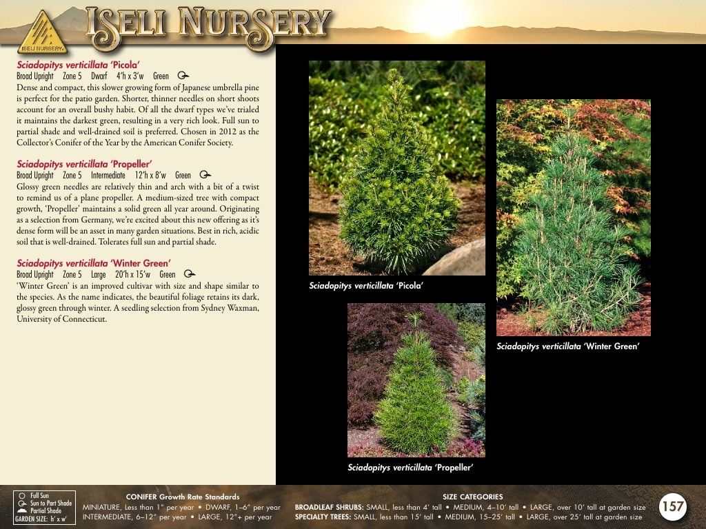 Iseli Nursery Wholesale Nursery Catalog Weekly Ad January 1, 2026 - December 31, 2027