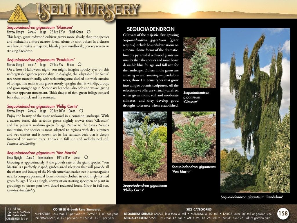 Iseli Nursery Wholesale Nursery Catalog Weekly Ad January 1, 2026 - December 31, 2027