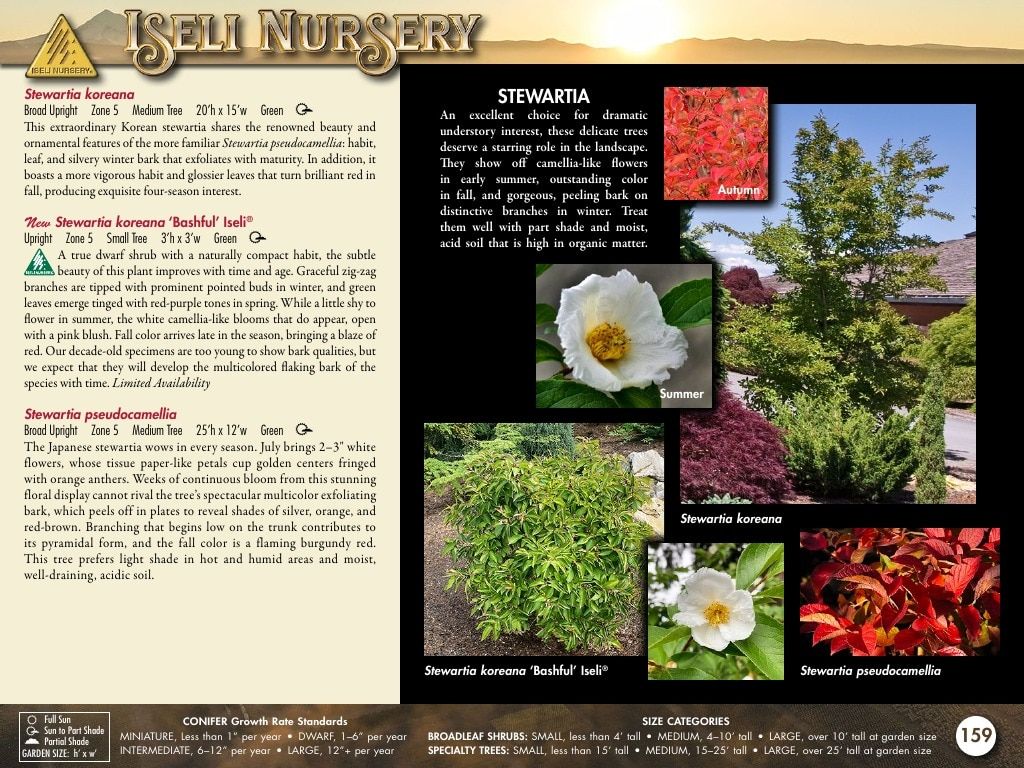 Iseli Nursery Wholesale Nursery Catalog Weekly Ad January 1, 2026 - December 31, 2027