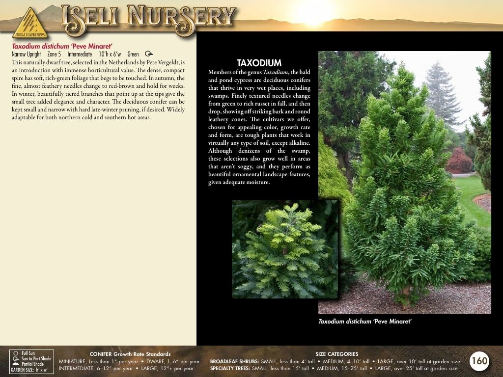 Iseli Nursery Wholesale Nursery Catalog Weekly Ad January 1, 2026 - December 31, 2027