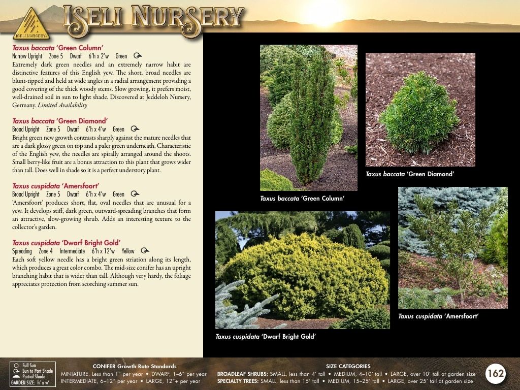 Iseli Nursery Wholesale Nursery Catalog Weekly Ad January 1, 2026 - December 31, 2027