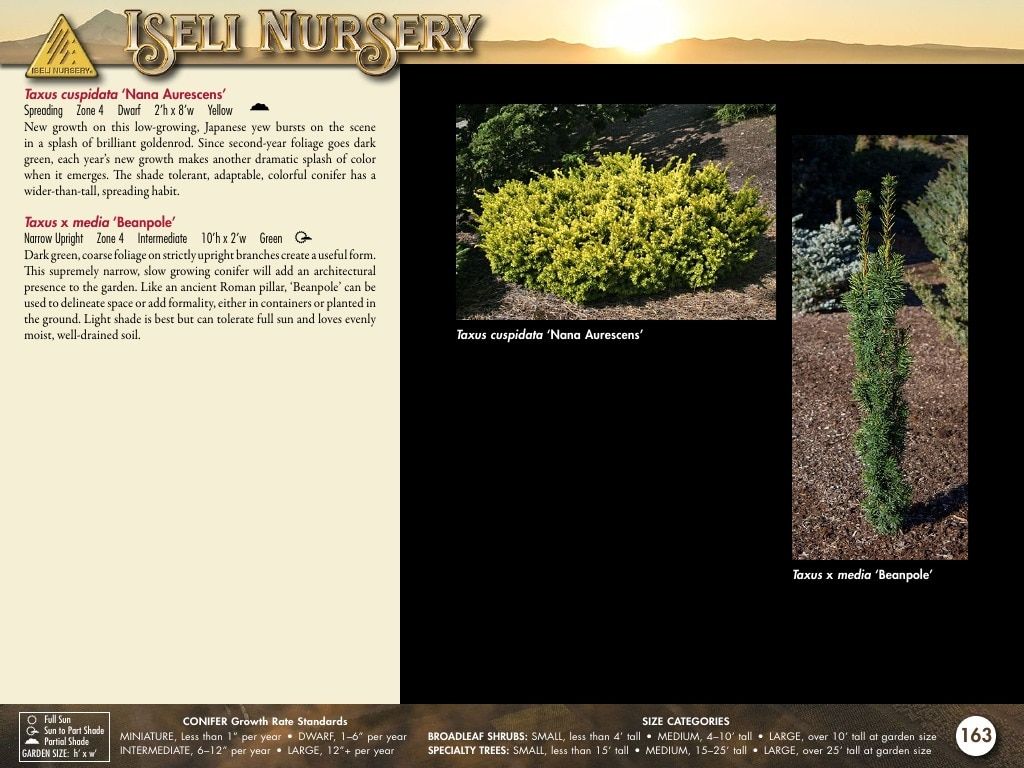Iseli Nursery Wholesale Nursery Catalog Weekly Ad January 1, 2026 - December 31, 2027