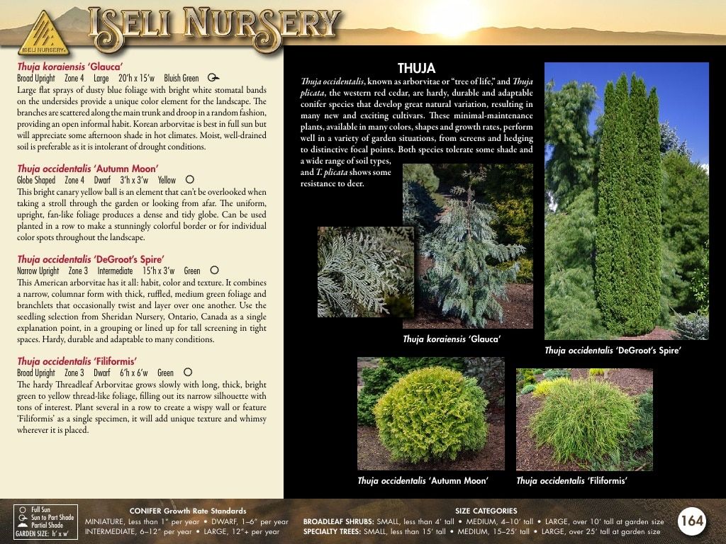 Iseli Nursery Wholesale Nursery Catalog Weekly Ad January 1, 2026 - December 31, 2027