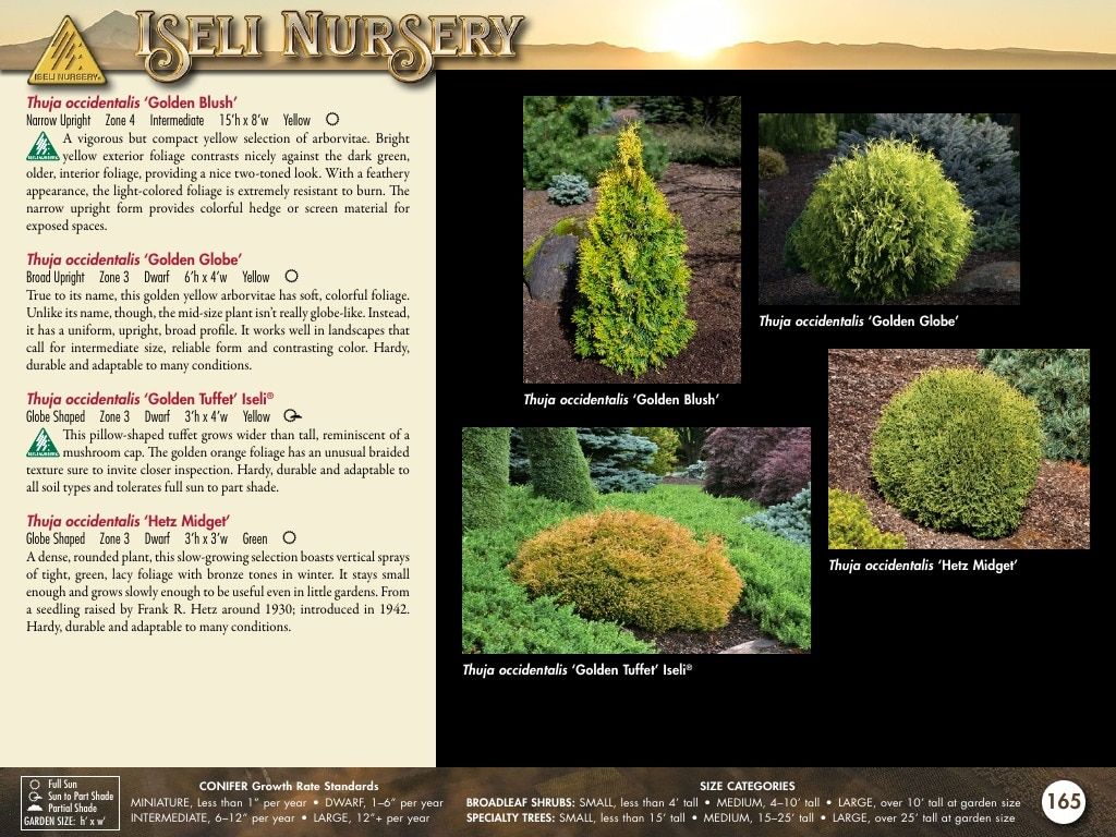 Iseli Nursery Wholesale Nursery Catalog Weekly Ad January 1, 2026 - December 31, 2027