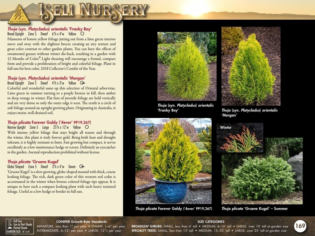 Iseli Nursery Wholesale Nursery Catalog Weekly Ad January 1, 2026 - December 31, 2027