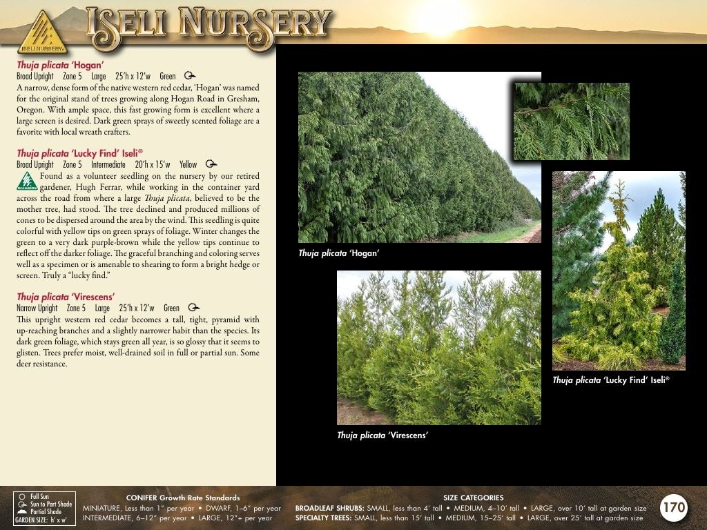 Iseli Nursery Wholesale Nursery Catalog Weekly Ad January 1, 2026 - December 31, 2027