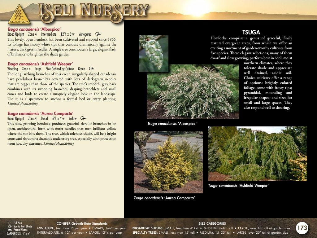 Iseli Nursery Wholesale Nursery Catalog Weekly Ad January 1, 2026 - December 31, 2027