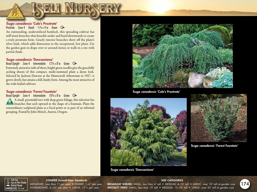Iseli Nursery Wholesale Nursery Catalog Weekly Ad January 1, 2026 - December 31, 2027