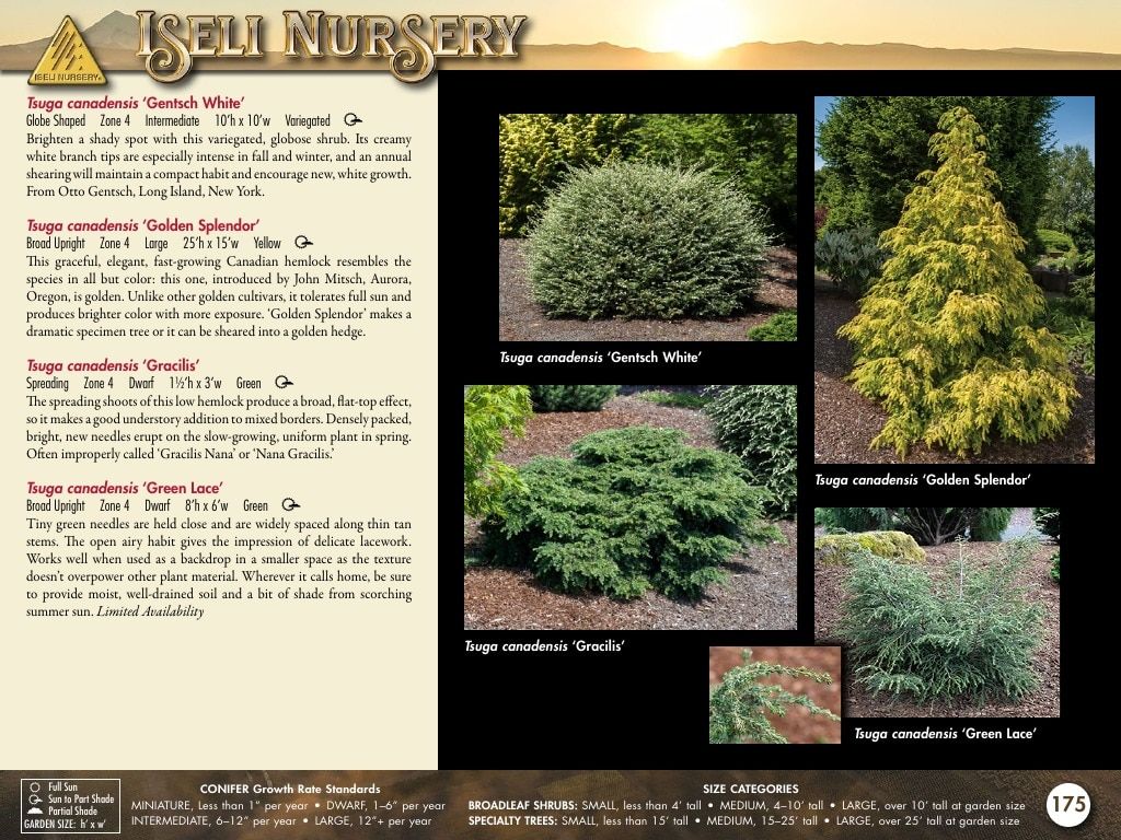 Iseli Nursery Wholesale Nursery Catalog Weekly Ad January 1, 2026 - December 31, 2027