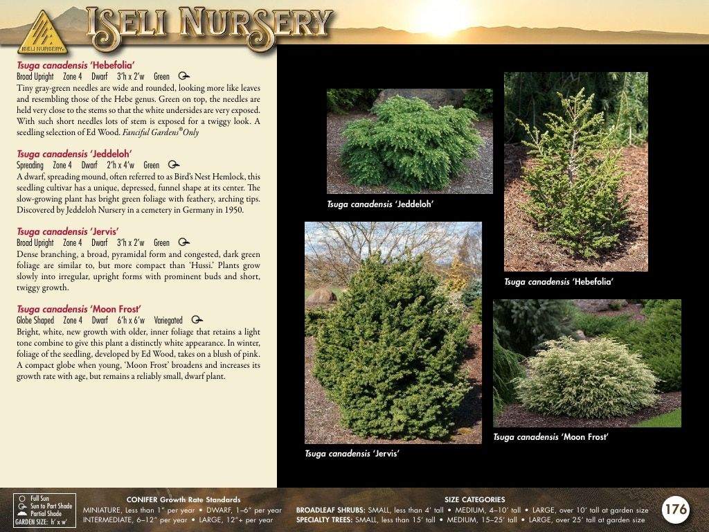 Iseli Nursery Wholesale Nursery Catalog Weekly Ad January 1, 2026 - December 31, 2027