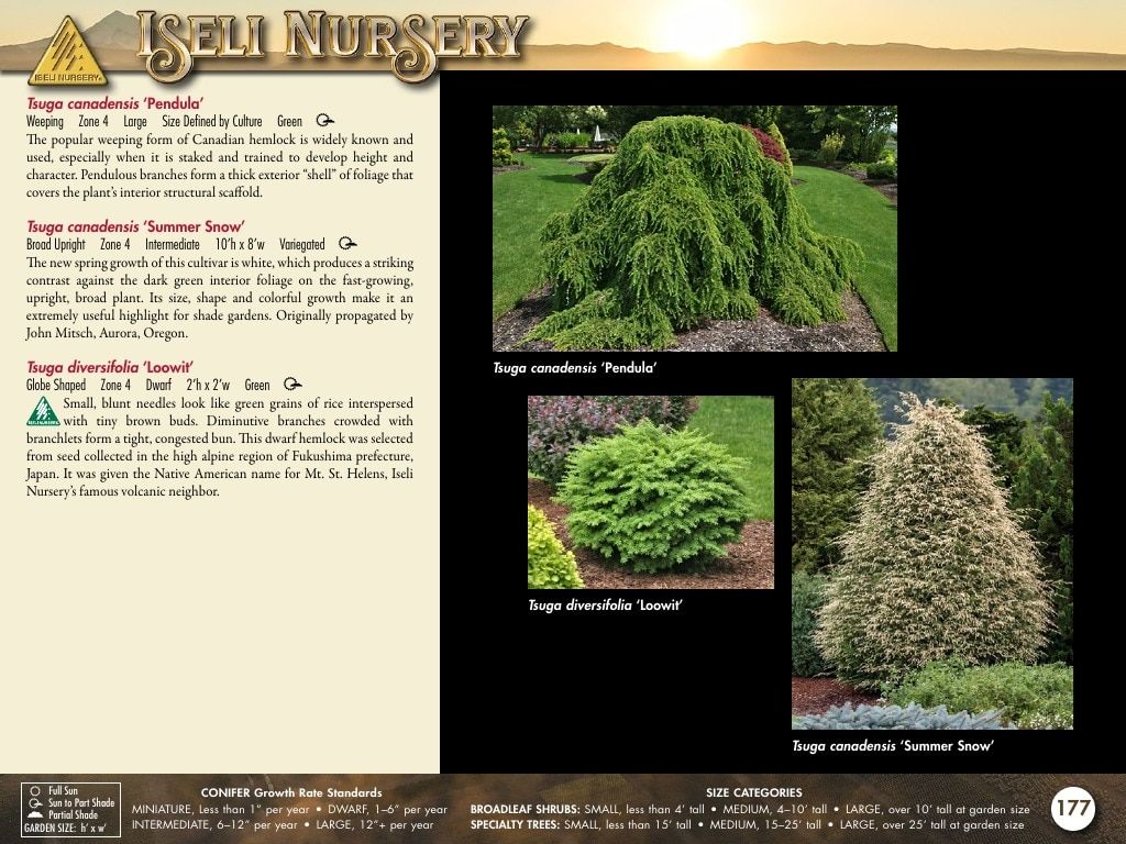 Iseli Nursery Wholesale Nursery Catalog Weekly Ad January 1, 2026 - December 31, 2027