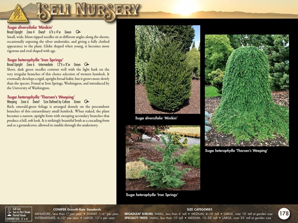 Iseli Nursery Wholesale Nursery Catalog Weekly Ad January 1, 2026 - December 31, 2027
