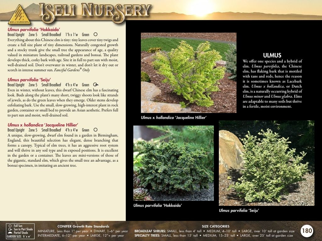 Iseli Nursery Wholesale Nursery Catalog Weekly Ad January 1, 2026 - December 31, 2027