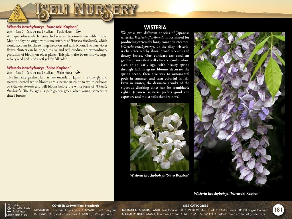 Iseli Nursery Wholesale Nursery Catalog Weekly Ad January 1, 2026 - December 31, 2027
