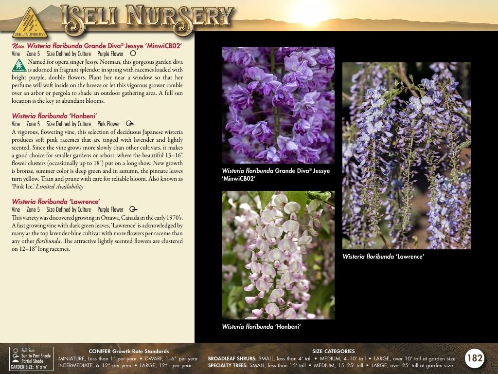 Iseli Nursery Wholesale Nursery Catalog Weekly Ad January 1, 2026 - December 31, 2027