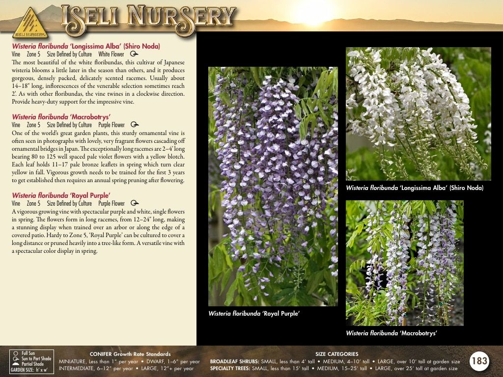 Iseli Nursery Wholesale Nursery Catalog Weekly Ad January 1, 2026 - December 31, 2027