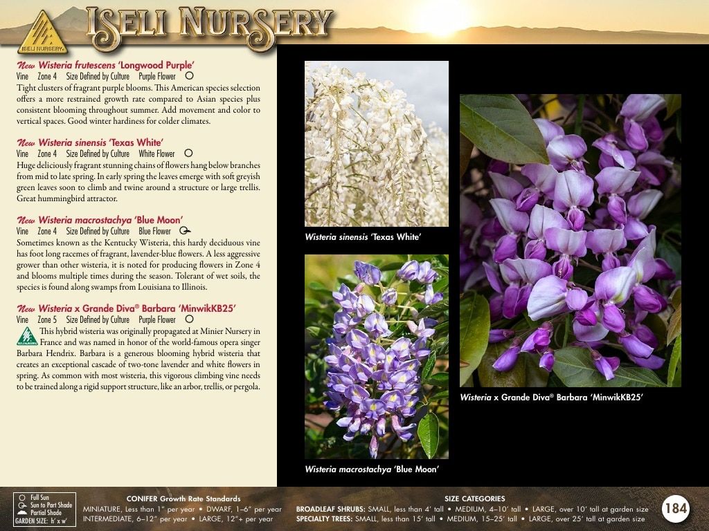 Iseli Nursery Wholesale Nursery Catalog Weekly Ad January 1, 2026 - December 31, 2027
