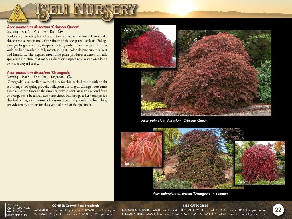 Iseli Nursery Wholesale Nursery Catalog Weekly Ad January 1, 2026 - December 31, 2027