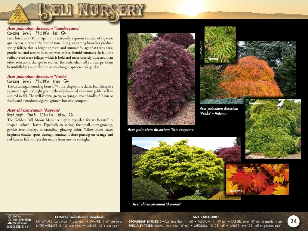 Iseli Nursery Wholesale Nursery Catalog Weekly Ad January 1, 2026 - December 31, 2027