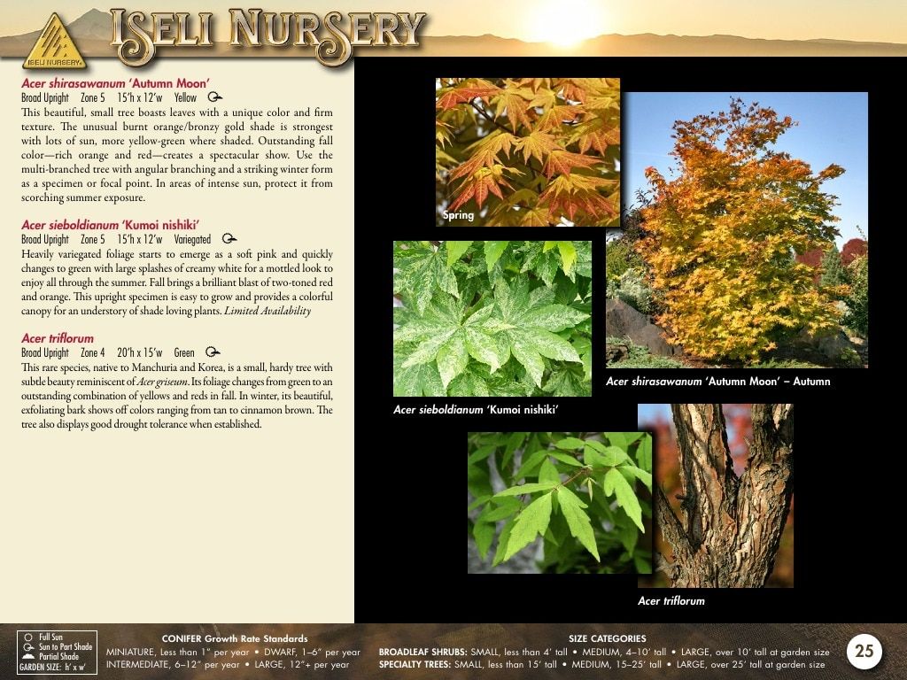Iseli Nursery Wholesale Nursery Catalog Weekly Ad January 1, 2026 - December 31, 2027