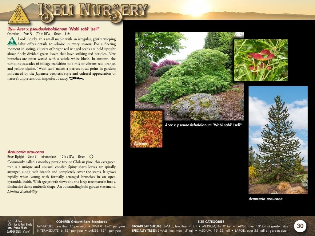 Iseli Nursery Wholesale Nursery Catalog Weekly Ad January 1, 2026 - December 31, 2027
