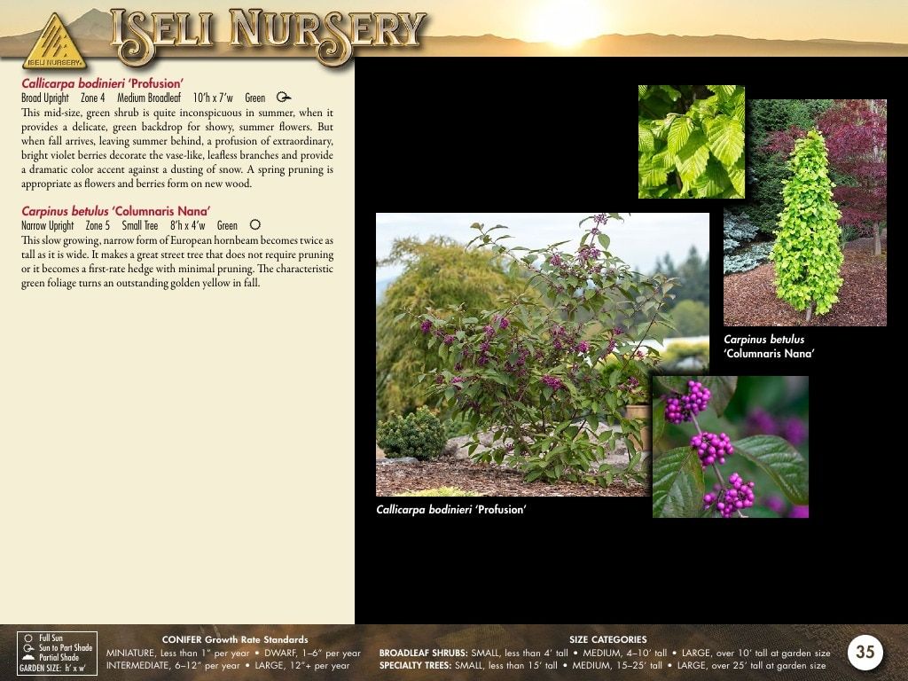 Iseli Nursery Wholesale Nursery Catalog Weekly Ad January 1, 2026 - December 31, 2027