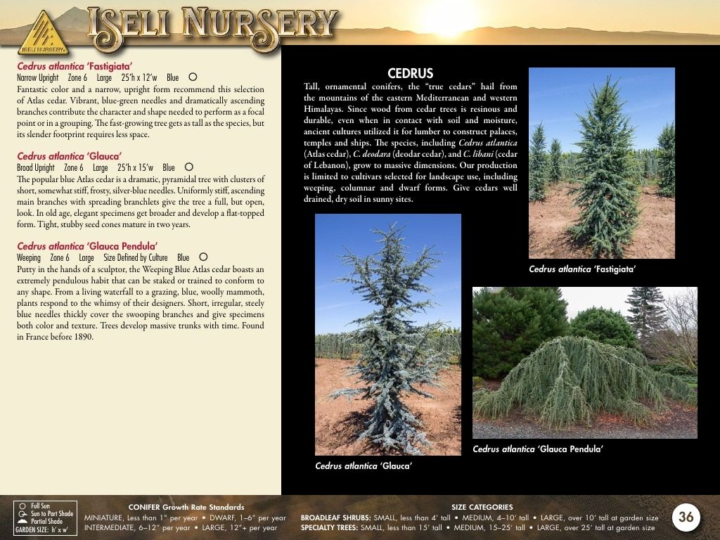 Iseli Nursery Wholesale Nursery Catalog Weekly Ad January 1, 2026 - December 31, 2027