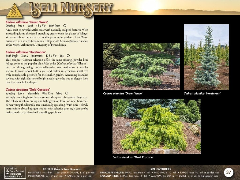 Iseli Nursery Wholesale Nursery Catalog Weekly Ad January 1, 2026 - December 31, 2027