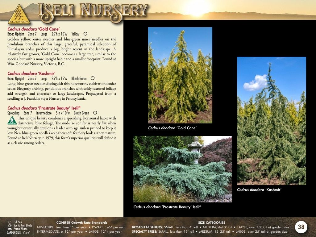 Iseli Nursery Wholesale Nursery Catalog Weekly Ad January 1, 2026 - December 31, 2027