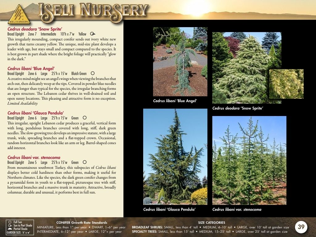 Iseli Nursery Wholesale Nursery Catalog Weekly Ad January 1, 2026 - December 31, 2027