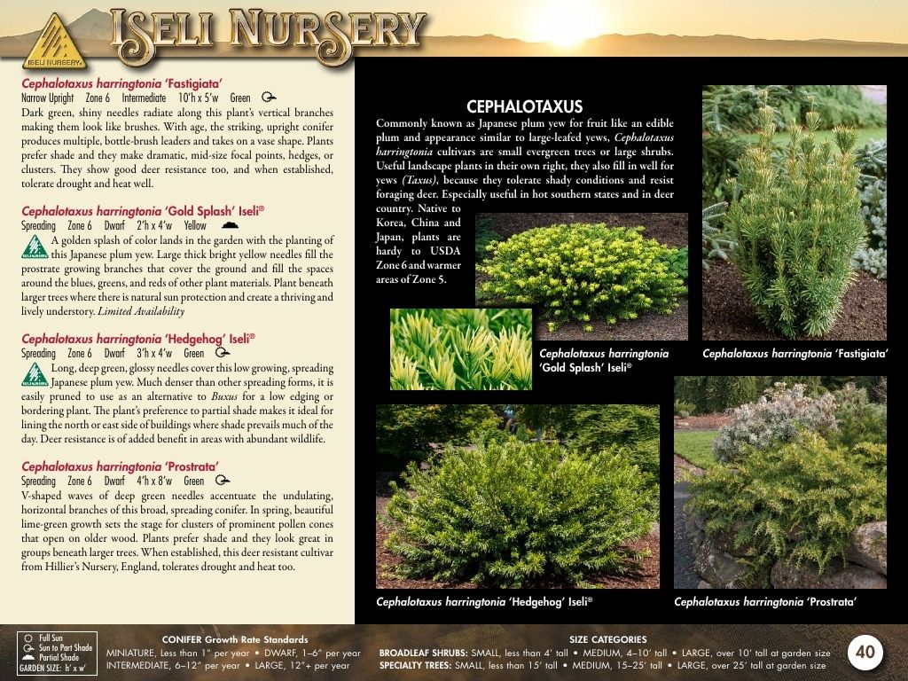 Iseli Nursery Wholesale Nursery Catalog Weekly Ad January 1, 2026 - December 31, 2027