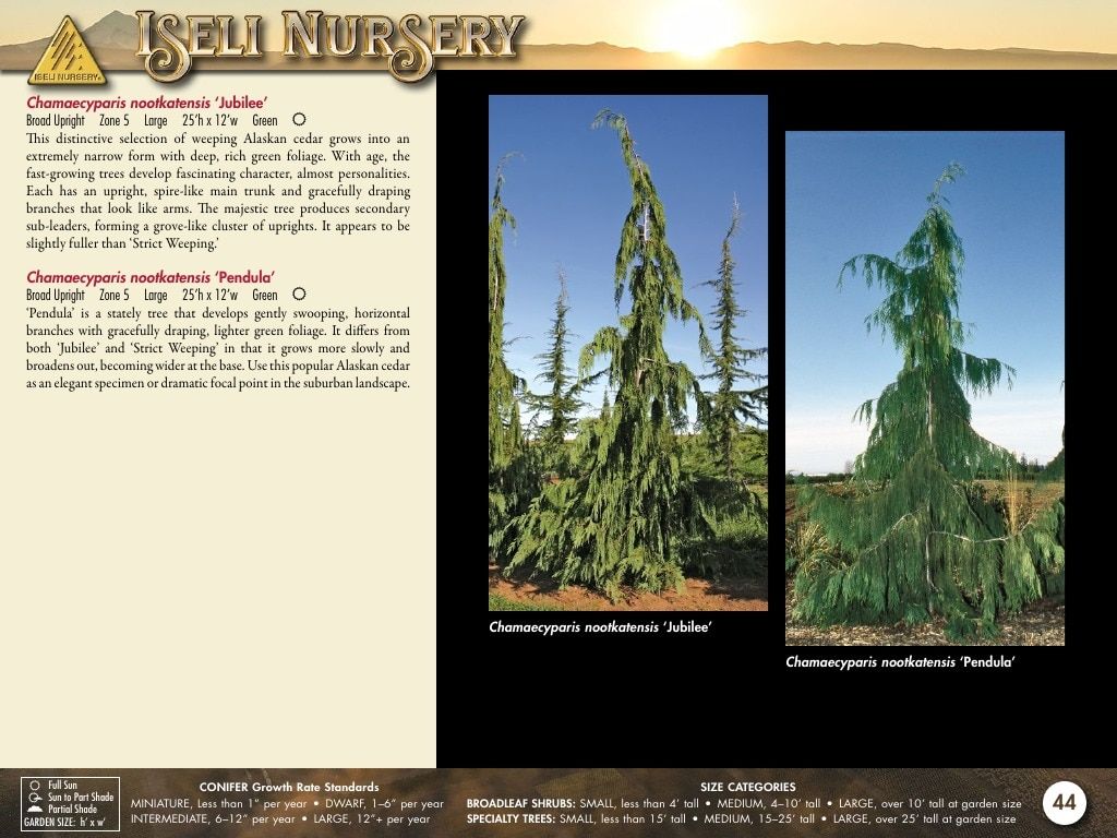 Iseli Nursery Wholesale Nursery Catalog Weekly Ad January 1, 2026 - December 31, 2027