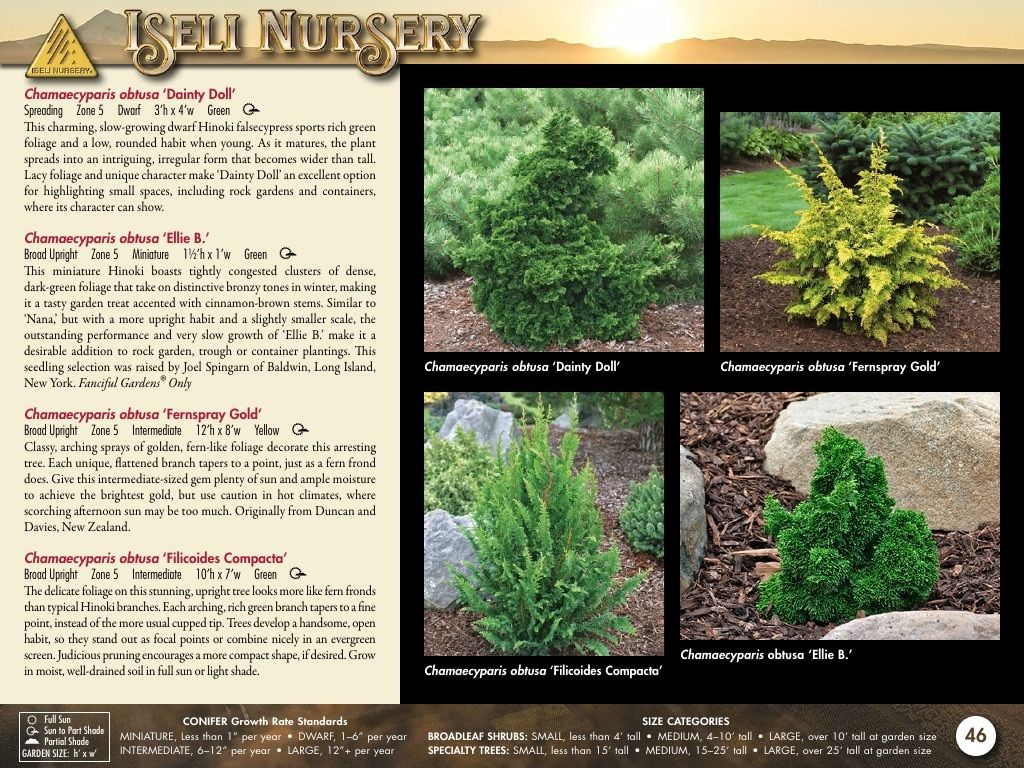 Iseli Nursery Wholesale Nursery Catalog Weekly Ad January 1, 2026 - December 31, 2027